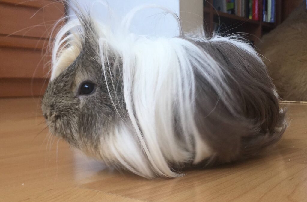 Adiós amigo, nunca te olvidaré